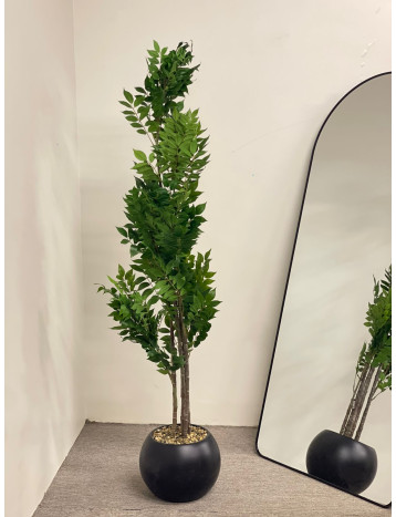 شجره ليمون مقاس 1.80