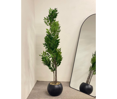 شجره ليمون مقاس 1.80