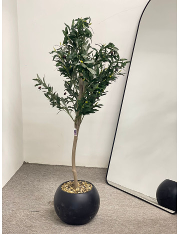شجره زيتون مقاس 1.50