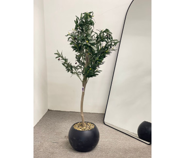 شجره زيتون مقاس 1.50