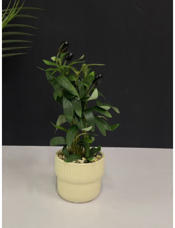 مركن زيتون 01