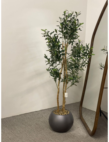 شجرة زيتون بمركن رصاصي