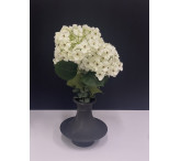 فازة ورد 009