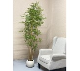 شجرة بامبو 001