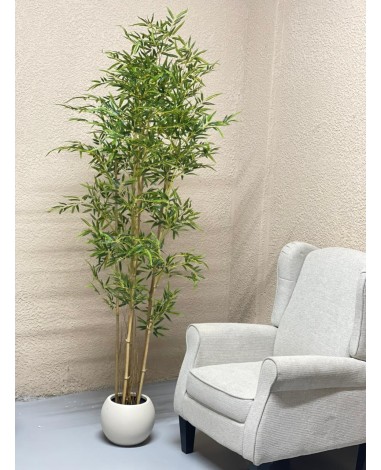 شجرة بامبو 001