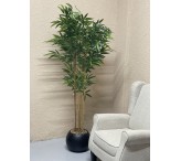 شجره خيزران