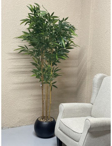 شجره خيزران