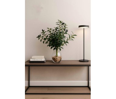 شجره زيتون بفازه شفاف