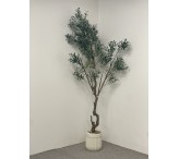 شجرة زيتون بمركن 