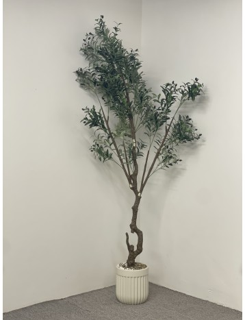 شجرة زيتون بمركن 